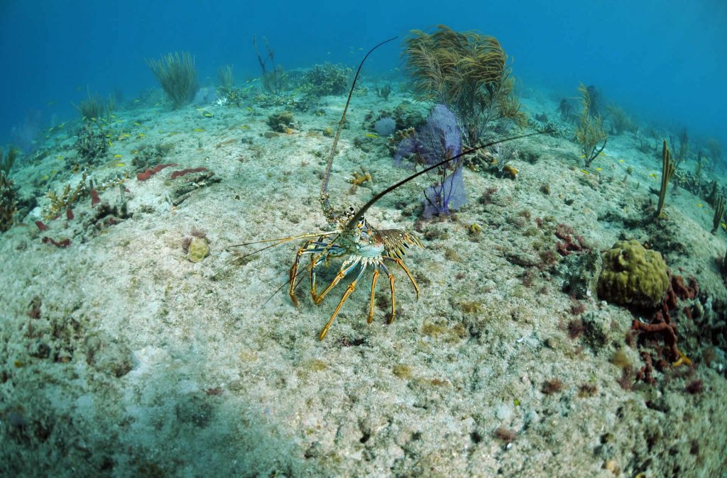 Bahamian Lobster
