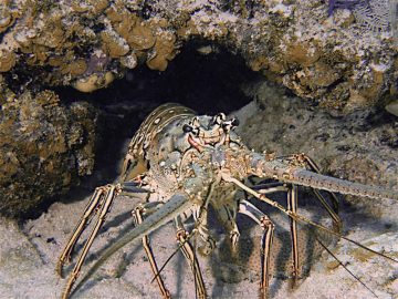 Nassau Bahamas Spiny Lobster