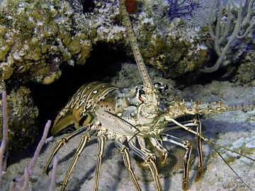 Nassau Bahamas Spiny Lobster