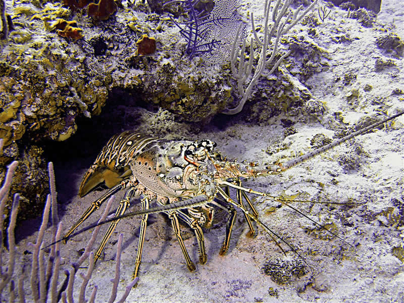 Nassau Bahamas Spiny Lobster