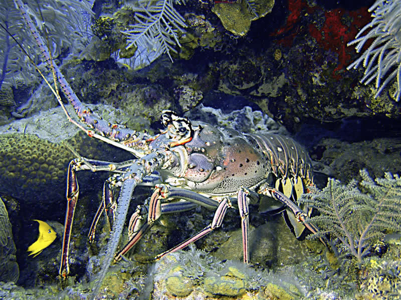 Nassau Bahamas Spiny Lobster