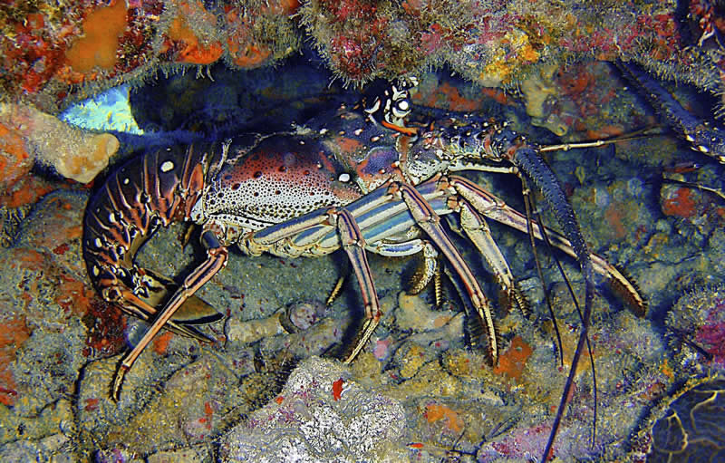 Nassau Bahamas Lobster