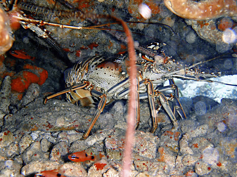 Nassau Bahamas-Lobster