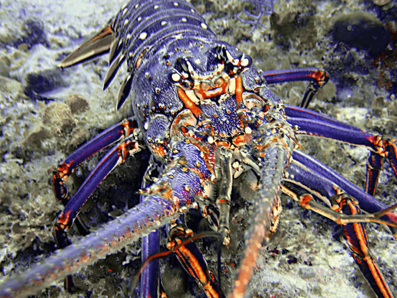Nassau Bahamas Spiny Lobster tropic seafood