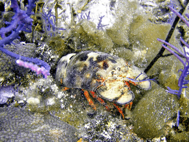 Bahamas Lobster