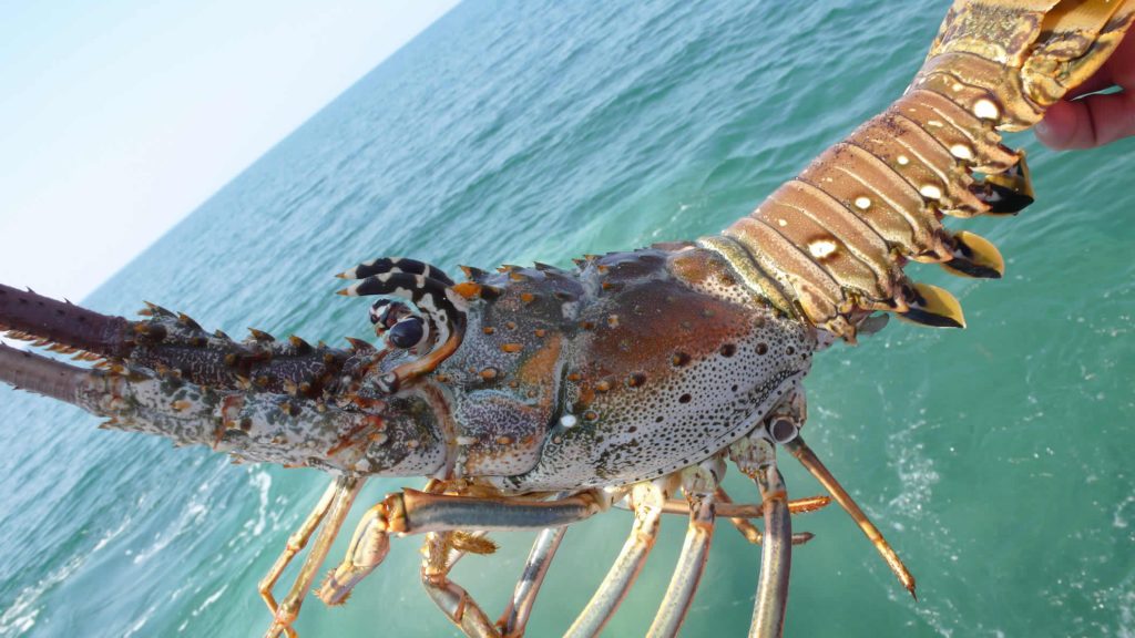 Bahamian spiny lobster