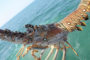 BSF and Tropic Seafood's Commitment to Bahamian Lobster Conservation