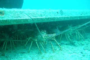 Harvesting The Bahamian Spiny Lobster.