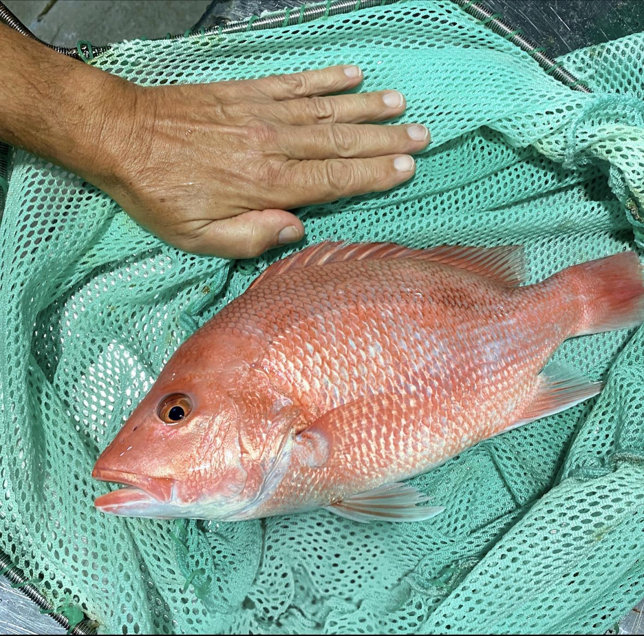 Farm-Raised Snapper Update.