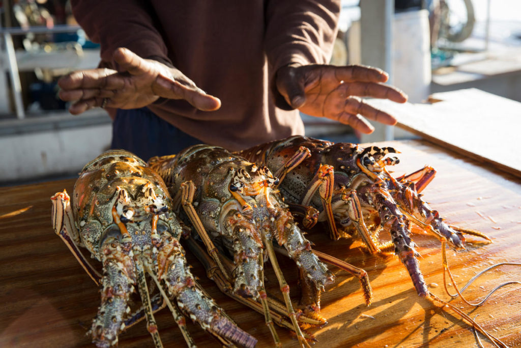 Spiny Lobster Harvest in Nassau, Bahamas